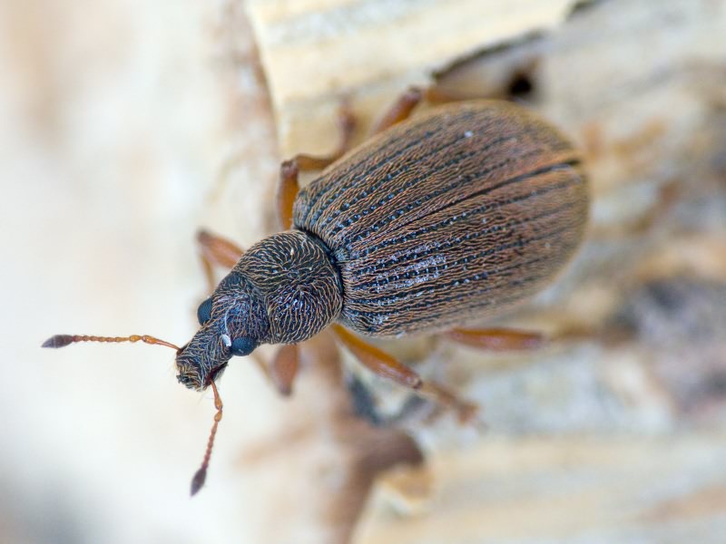 Polydrusus (Eudipnus) mollis (Ström, 1768)